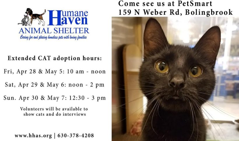 Special Extended Cat Adoption Hours! April 28, 29, 30 and May 5, 6, 7!