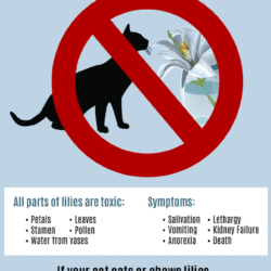 Help Give Your Cat A Safe Easter – Don’t Have Easter Lilies!