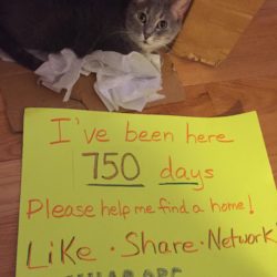 Lucinda has been waiting over 2 years to find her Forever Home!