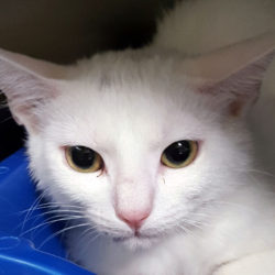 Meet Fluff and see her playful side in this video!