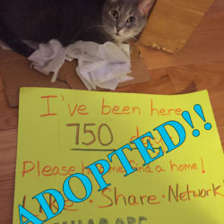 Success! After 910 days, Lucinda found her Forever Home!
