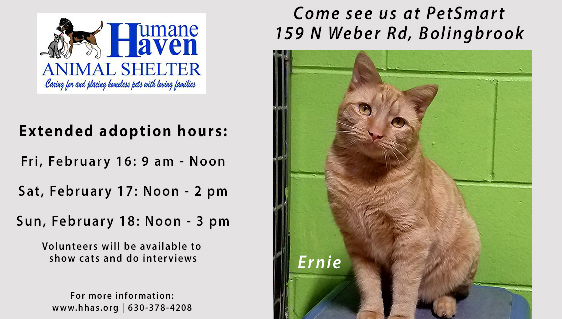 Ernie the adoptable cat showing extended adoption hours