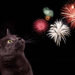 No Adoptions at PetSmart on Wednesday, July 4th 2018