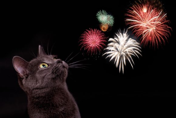 No Adoptions at PetSmart on Wednesday, July 4th 2018 No Adoptions at PetSmart on Wednesday, July 4th 2018