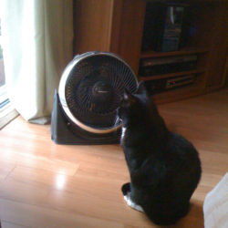 9 Ways to Keep Cats Cool in Summer Heat 9 Ways to Keep Cats Cool in Summer Heat