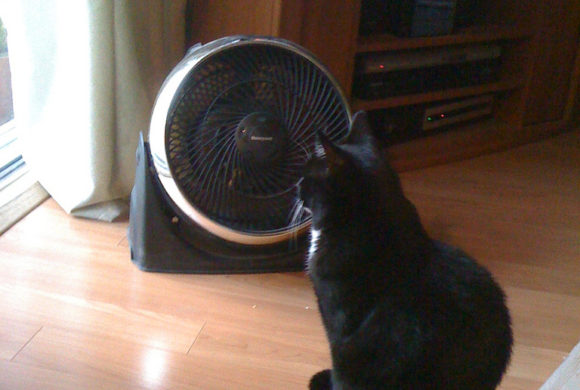 9 Ways to Keep Cats Cool in Summer Heat 9 Ways to Keep Cats Cool in Summer Heat