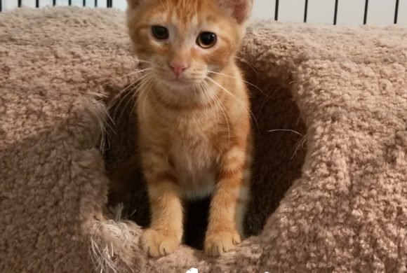 Meet Eenie, Meeney, Miney and Mo! Meet Eenie, Meeney, Miney and Mo!