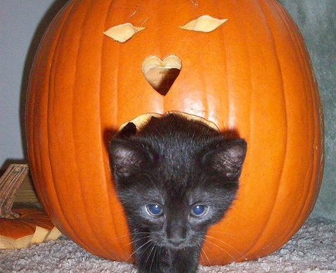 No Adoption Hours on Halloween (Wed Oct 31st) No Adoption Hours on Halloween (Wed Oct 31st)