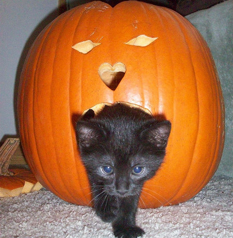 No Adoption Hours on Halloween (Wed Oct 31st)