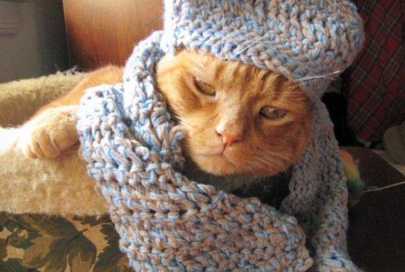 There Will Be No Adoption Hours on January 30th There Will Be No Adoption Hours on January 30th