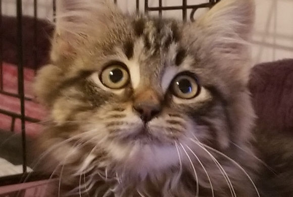 A Message from Adoptable Kitten, Zachary! A Message from Adoptable Kitten, Zachary!