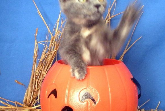 Spooky Paint Your Pet & Sip! Spooky Paint Your Pet & Sip!