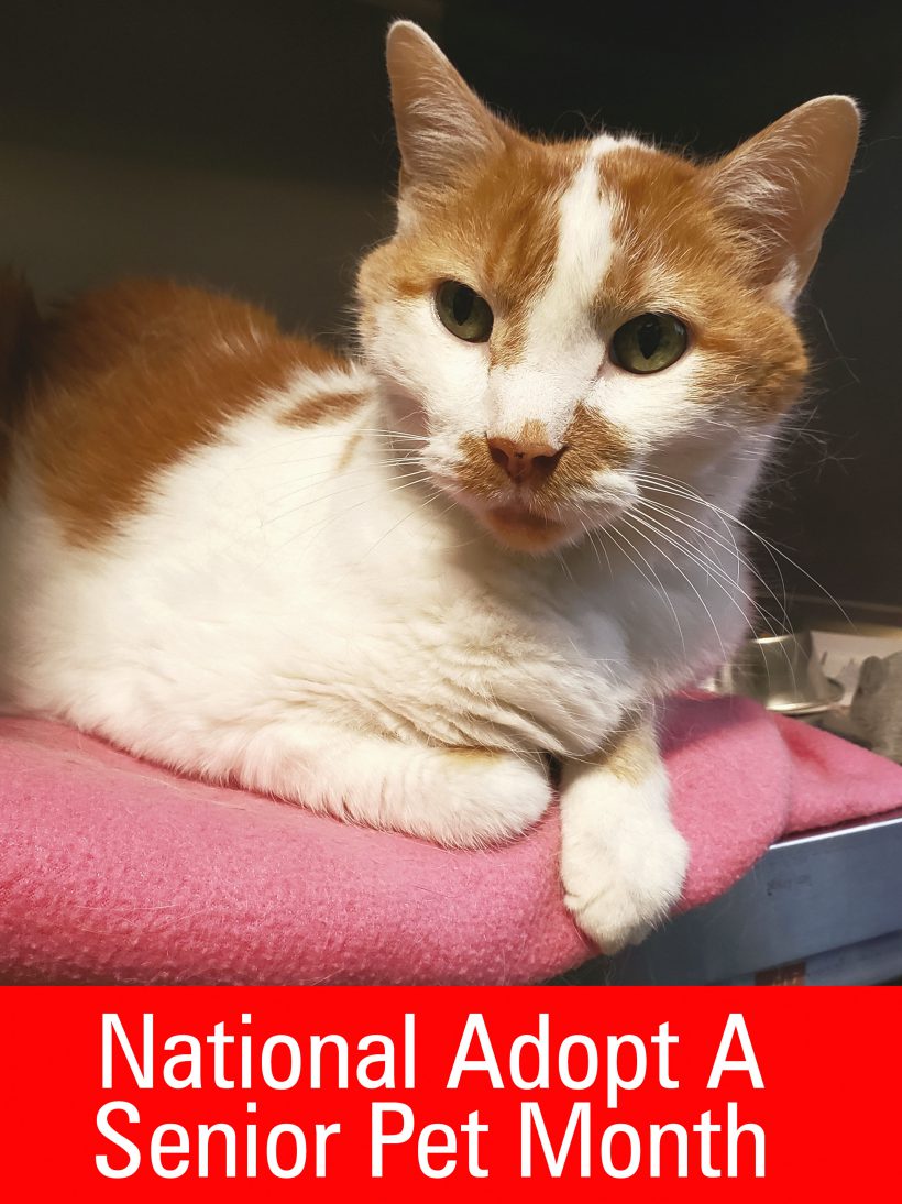 Adopt A Senior Pet Month Featured Cat Humane Haven
