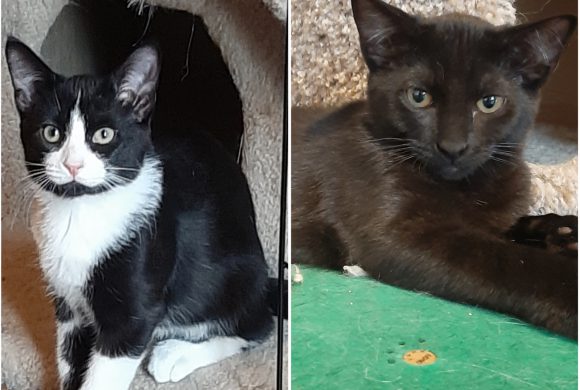 Meet our adoptable bonded kittens: Felix and Ravin!