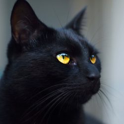 August 17th is Black Cat Appreciation Day