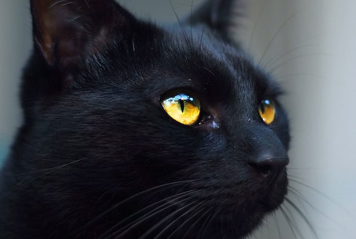 August 17th is Black Cat Appreciation Day