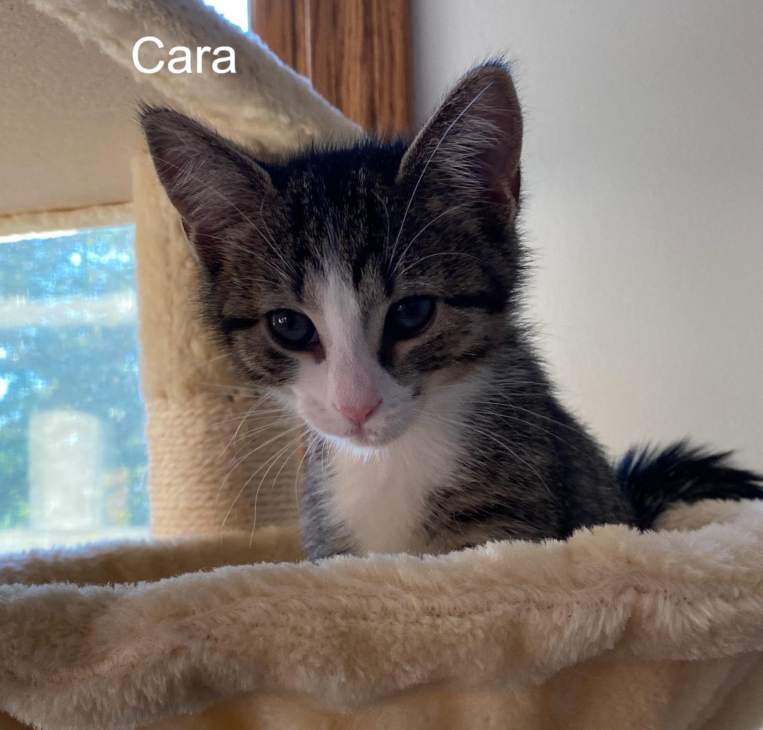 A picture of the kitten Cara