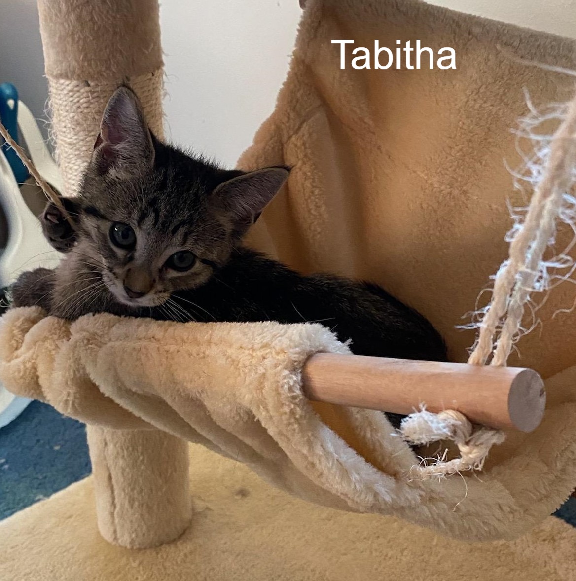 A picture of the kitten Tabitha
