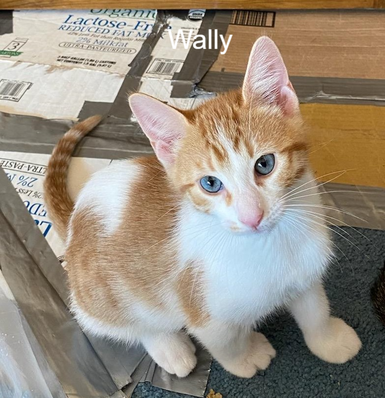 A picture of the kitten Wally