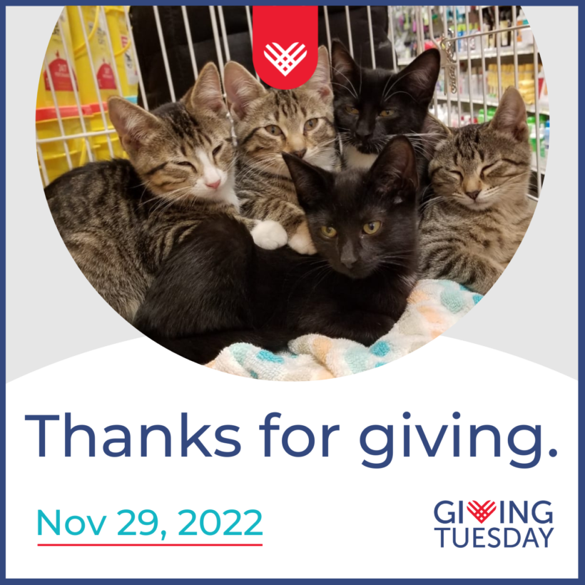 Giving Tuesday saves homeless kittens!