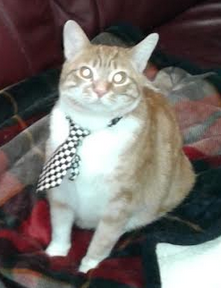 Giving Tuesday helps cats like Butterball Giving Tuesday helps cats like Butterball