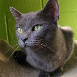 Giving Tuesday helps save cats like Grace!