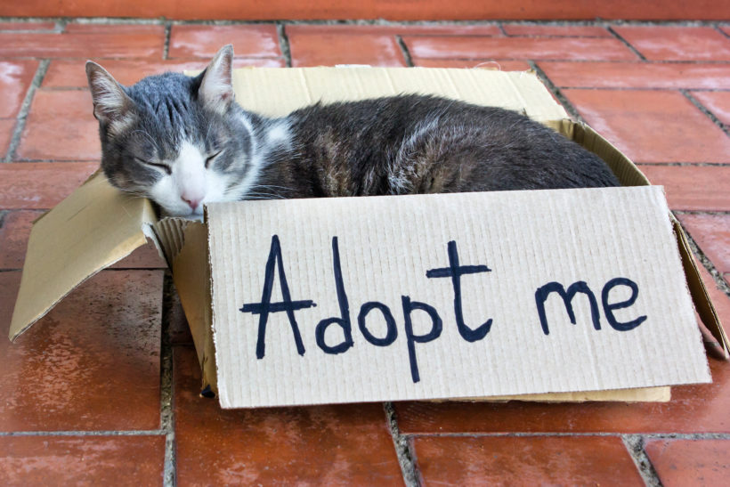 Adoption Event: The “E-Kittens”