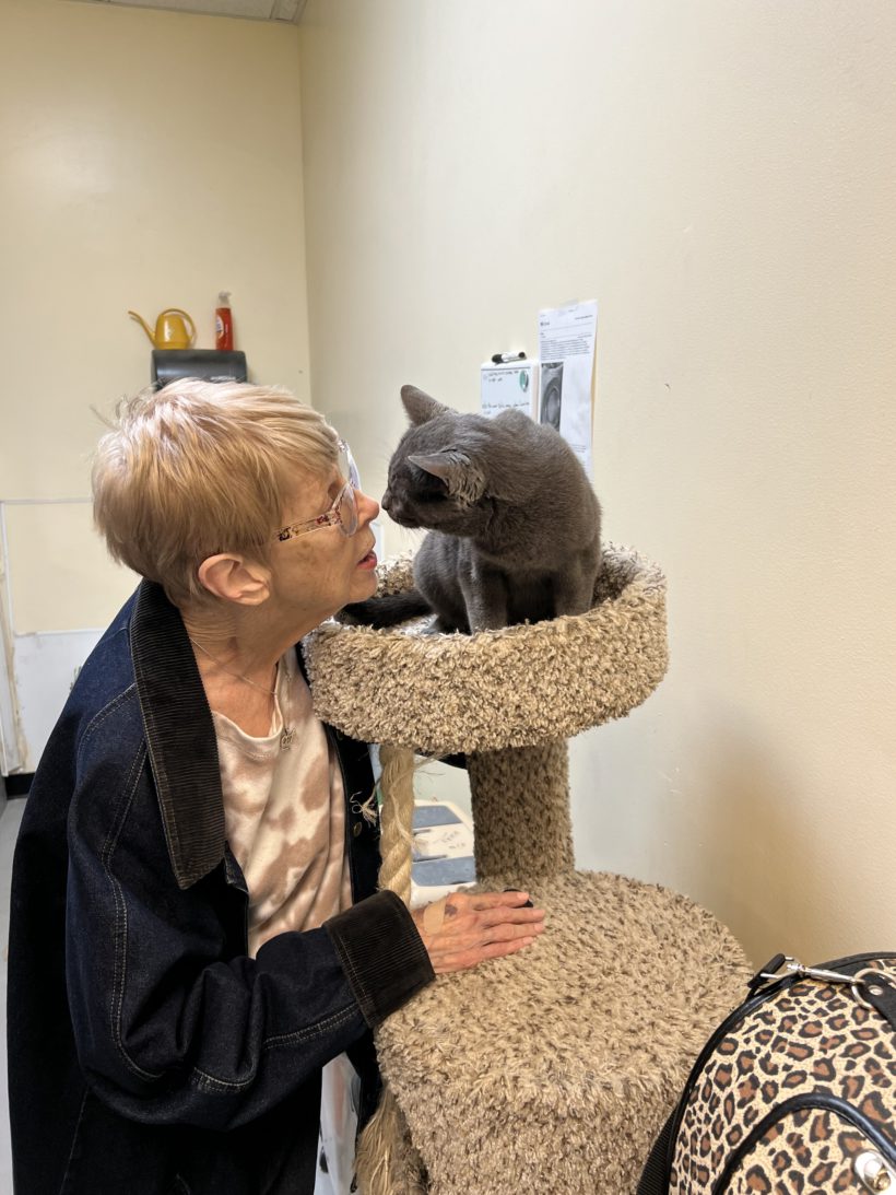 Grey cat Grace with her new Forever Mom