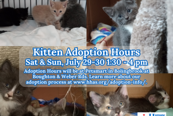 Kitten Adoption Event: The “E-Kittens” and More!