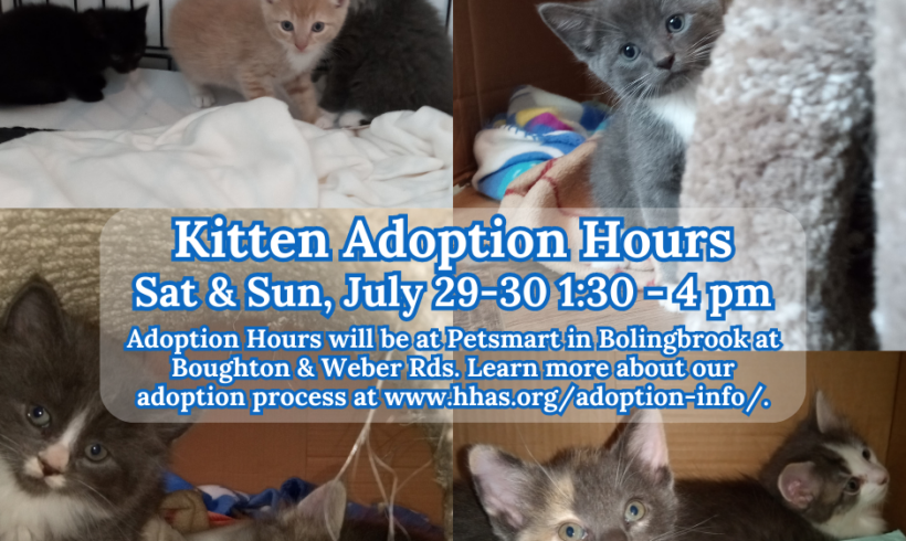 Kitten Adoption Event: The “E-Kittens” and More!