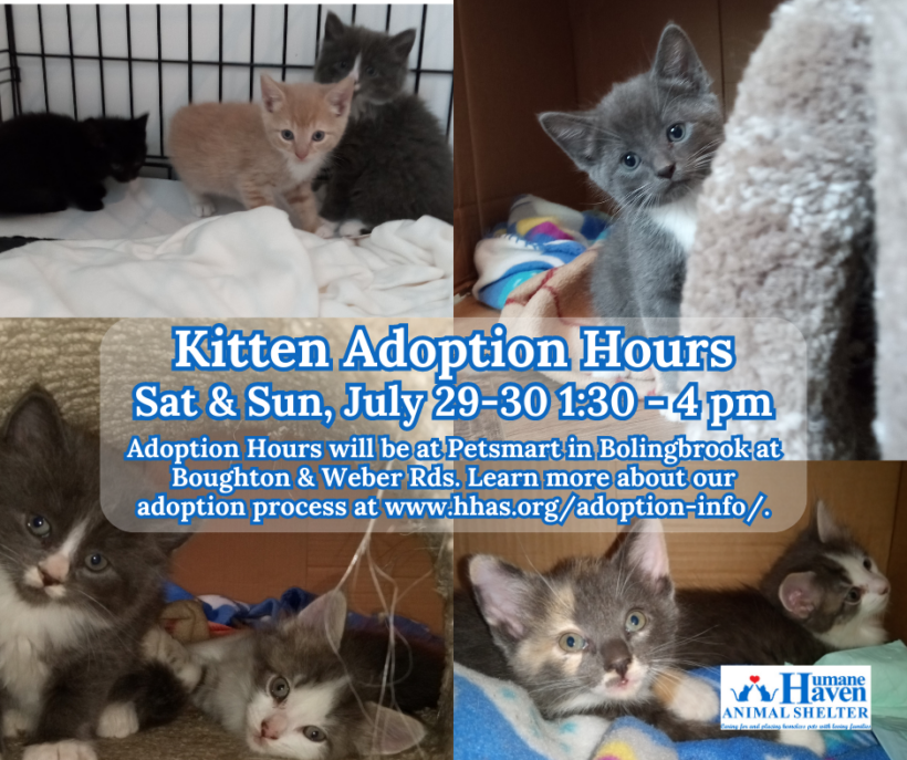 Kitten Adoption Event: The “E-Kittens” and More!