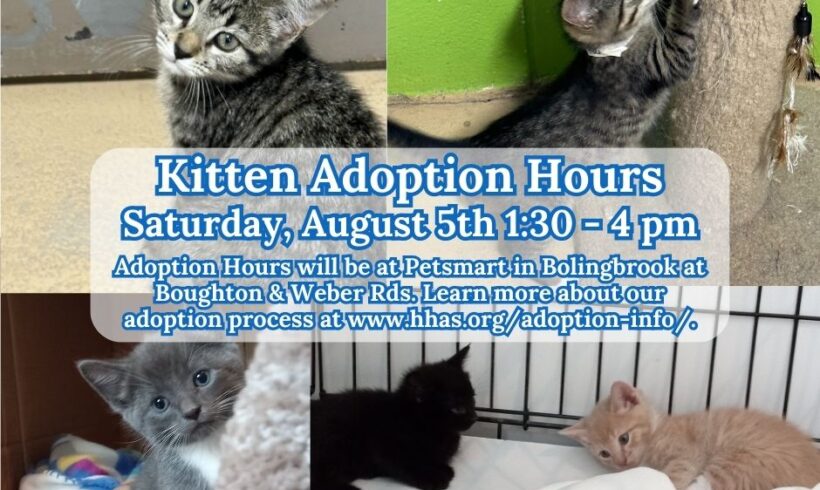 Kitten Adoption Event: Meet Ferb, Henry & Raven!