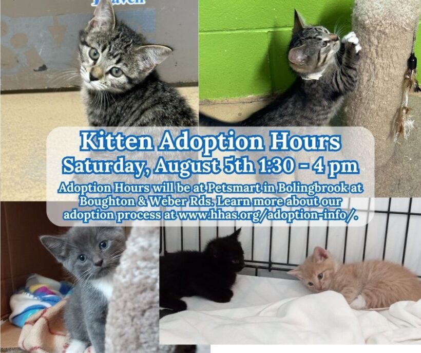 Kitten Adoption Event: Meet Ferb, Henry & Raven!