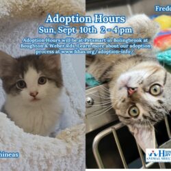 Kitten Adoption Event: Meet Phineas and Freddy!