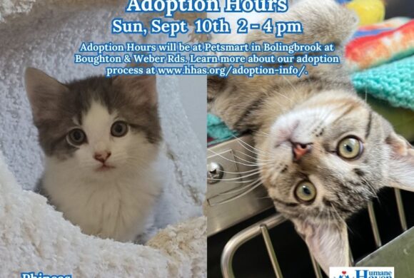 Kitten Adoption Event: Meet Phineas and Freddy!