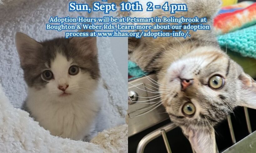 Kitten Adoption Event: Meet Phineas and Freddy!