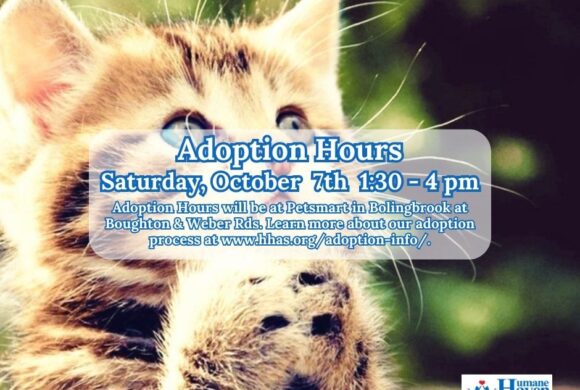 Kitten Adoption Event: Meet your future best friend!