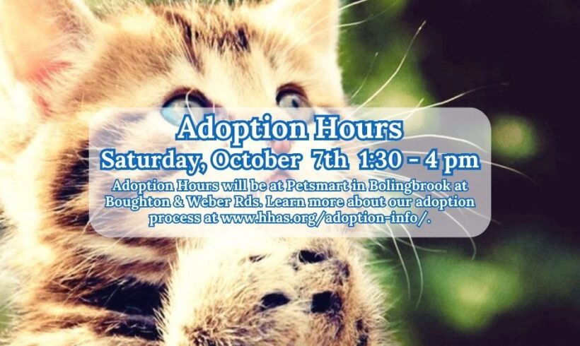 Kitten Adoption Event: Meet your future best friend!