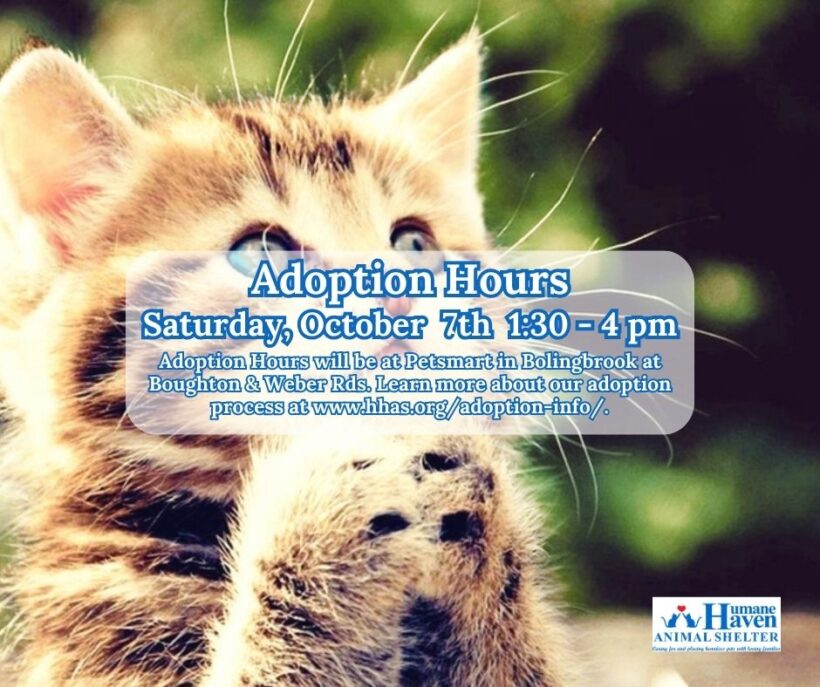 Kitten Adoption Event: Meet your future best friend!