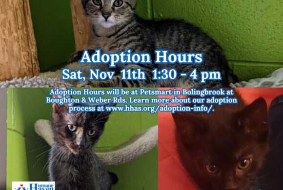 Kitten Adoption Event: Meet your new best friend!