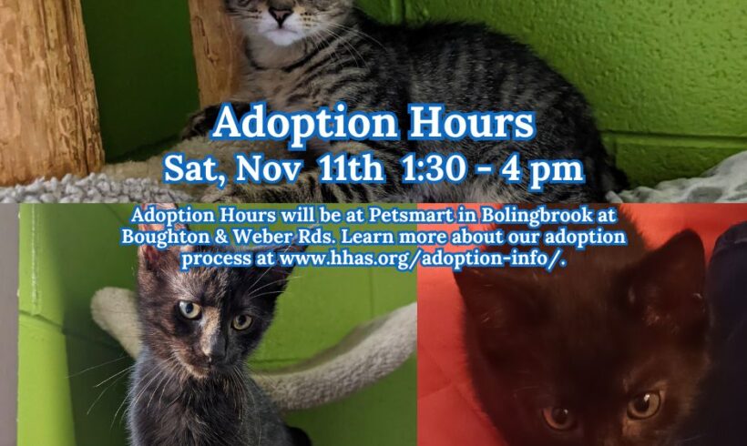 Kitten Adoption Event! Saturday November 11th from 1:30pm – 4pm!
