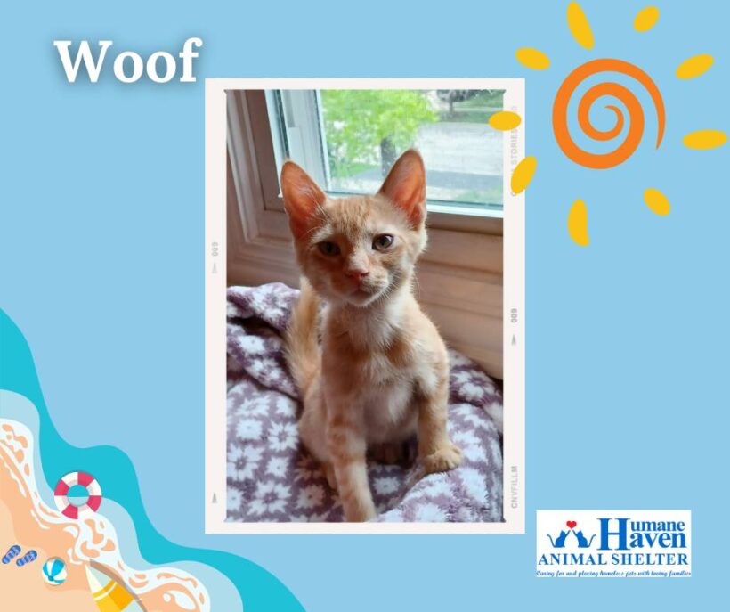 Happy International Cat Day!