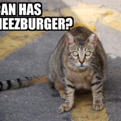 Hotdogs and Hamburgers For Homeless Cats!