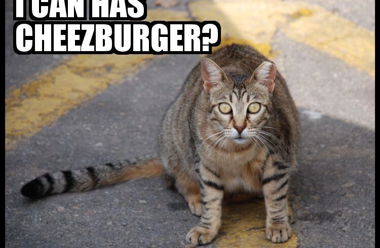 Hotdogs and Hamburgers For Homeless Cats! Hotdogs and Hamburgers For Homeless Cats!